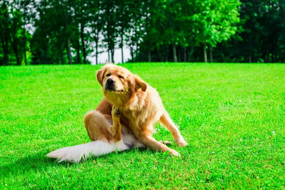 Natuurlijke antihistaminica voor honden: hoe ze werken en bewezen opties