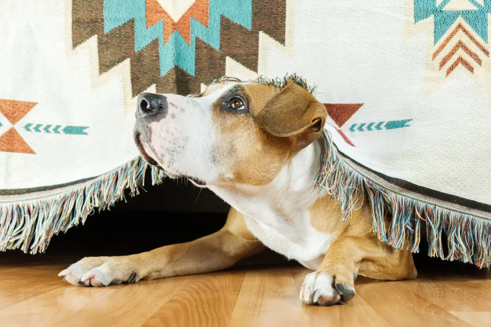 Remèdes naturels contre l'anxiété de séparation chez le chien Guide pour les propriétaires
