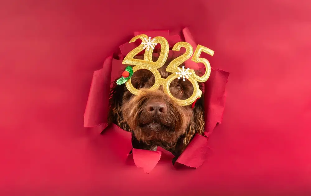 Nieuw jaar, nieuwe hond: Resoluties voor een gezonde en gelukkige hond