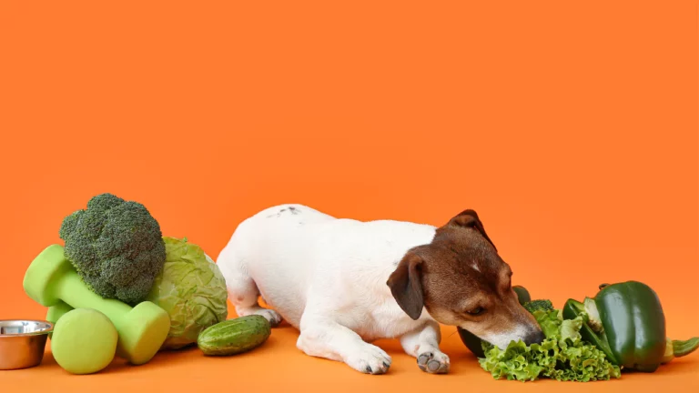 Nutrients for Dogs Essential for Dog Health