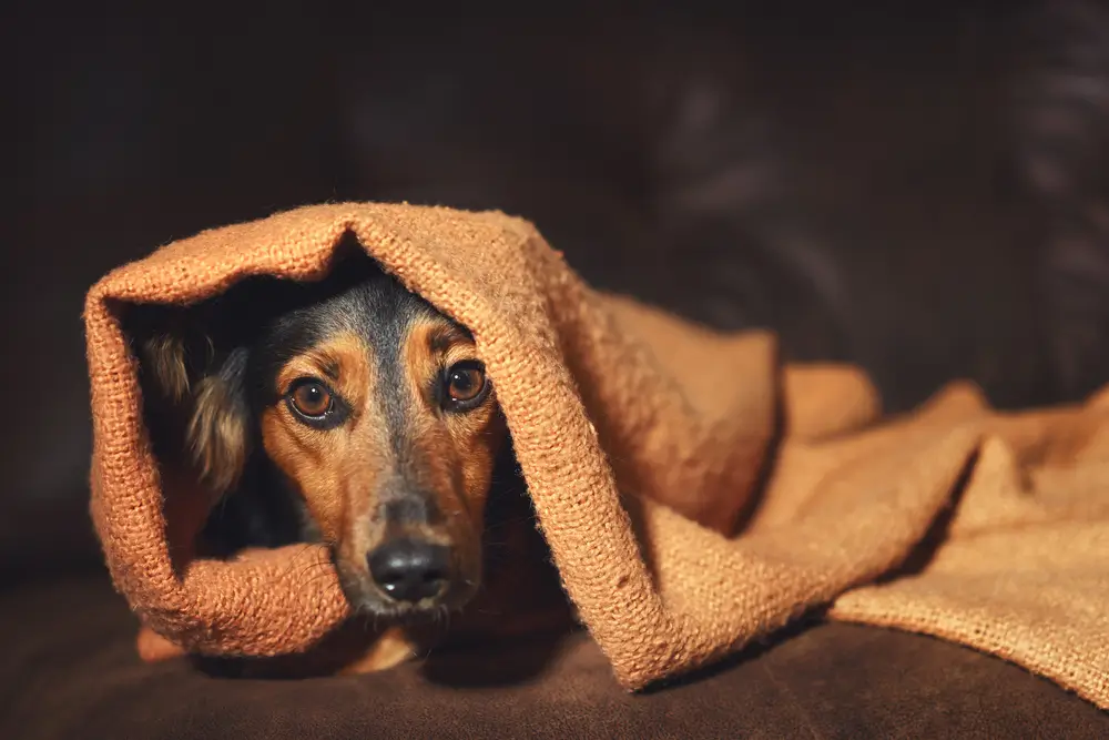 Voedingsaanpak voor stress en angst bij honden: Een neurologisch perspectief
