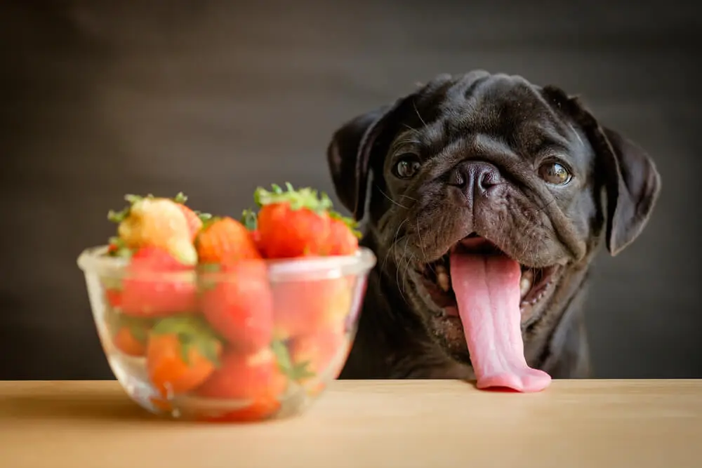 Nutritionally Complete Vegan Dog Food