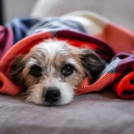 Dommages oxydatifs chez le chien - Effets néfastes sur la santé du chien