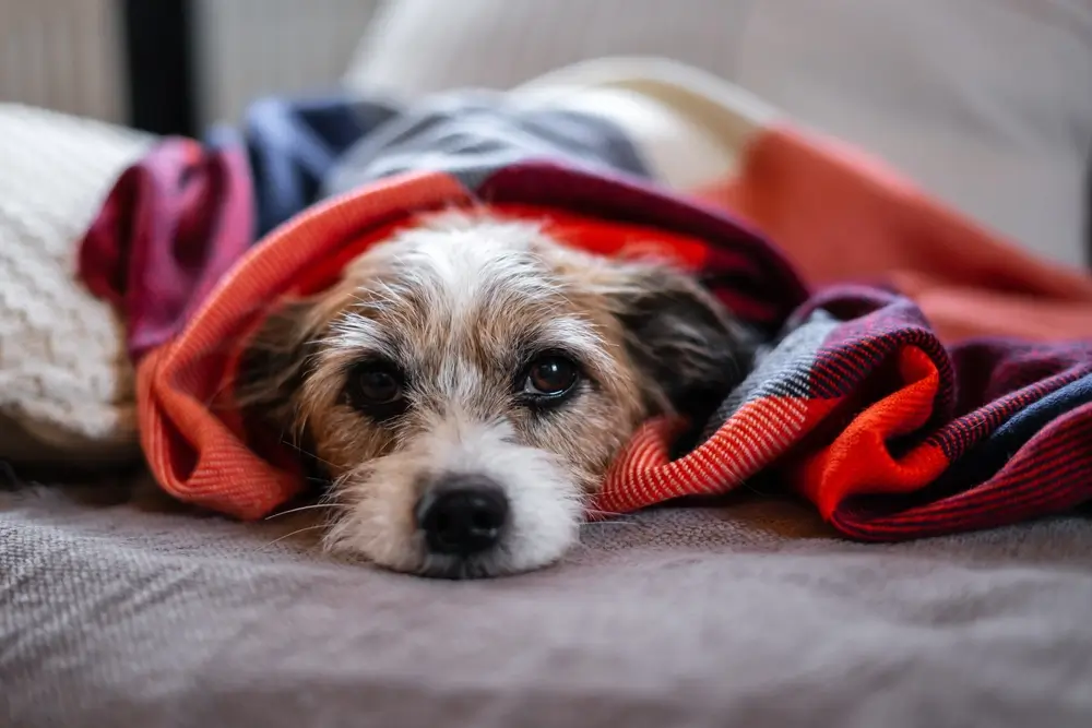 Oxidative Schäden bei Hunden - Ungesunde Auswirkungen auf die Gesundheit von Hunden