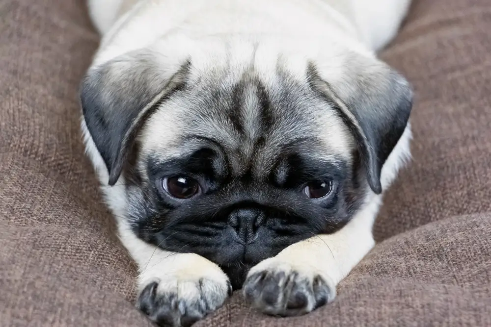 Oxidative Stress and Gut Microbiota's Role in Neurodegeneration Canine Insight