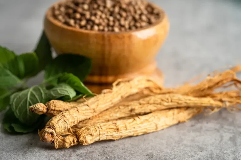 Panax Ginseng pour chiens : un adaptogène essentiel pour le stress, la cognition et la vitalité des personnes âgées
