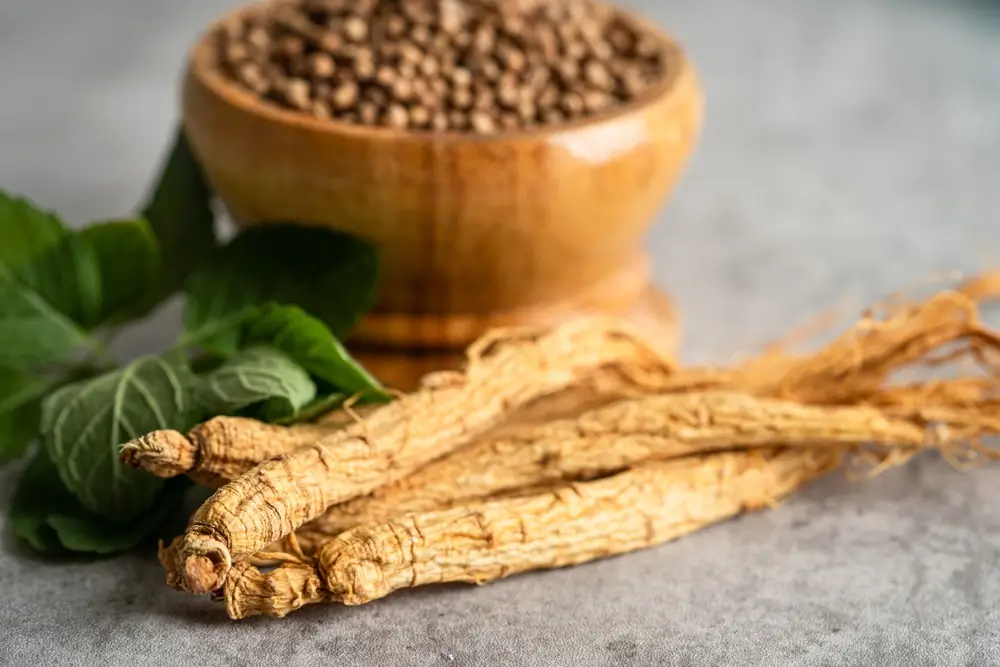 Panax Ginseng for Dogs: A Core Adaptogen for Stress, Cognition, and Senior Vitality