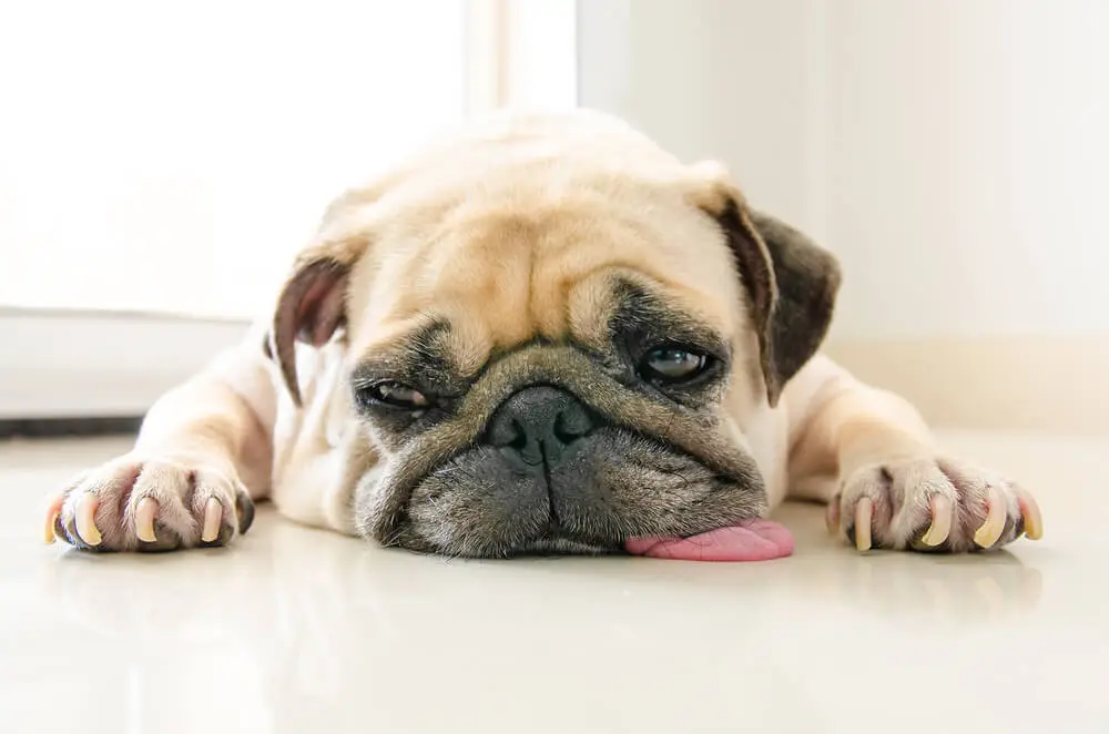 Pancreatitis en perros Causas y tratamiento y los mejores alimentos Panorama general
