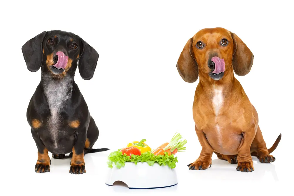 Plant-Based Nutrition for Dogs - Evidence-Based Guide to Vegan Diets, Safety, and Optimal Health (Nutrition à base de plantes pour les chiens - Guide basé sur des preuves pour les régimes végétaliens, la sécurité et la santé optimale)