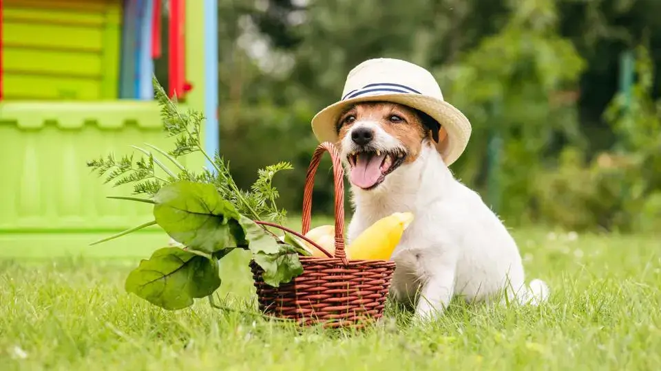 Plantes et aliments fonctionnels - Pour une meilleure santé de votre chien