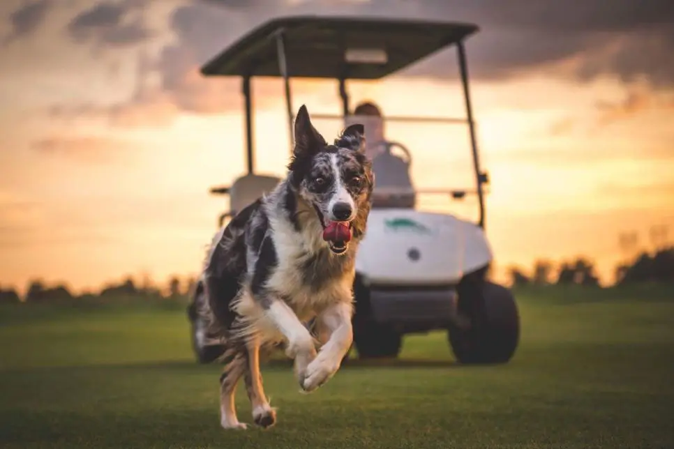 Speelse routines voor een mentaal en fysiek fittere hond