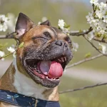Allergie au pollen chez le chien - Causes, symptômes et traitements
