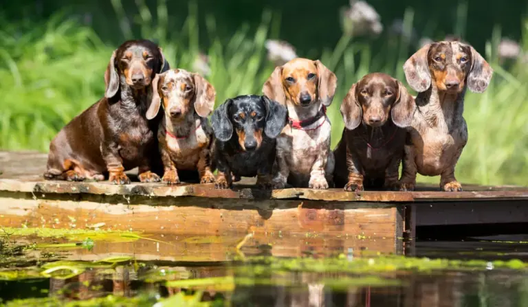 Polyphenols for Dogs Powerful Health Benefits for Dogs