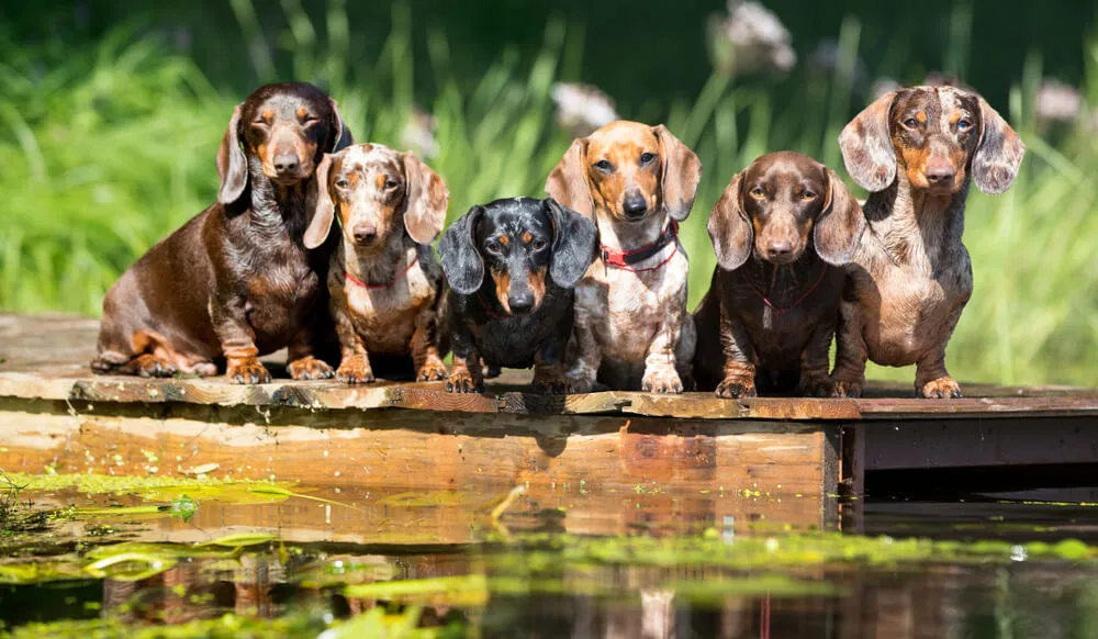 Polyphenole für Hunde Leistungsstarke gesundheitliche Vorteile für Hunde