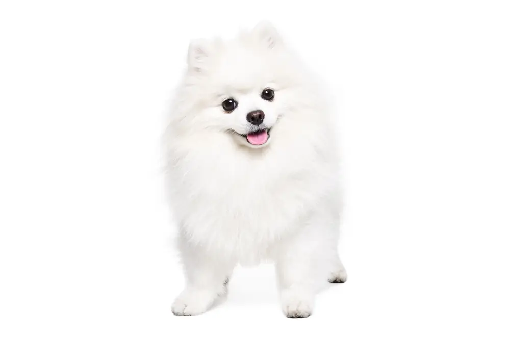 Pomeranian Health Problems: A Comprehensive Guide