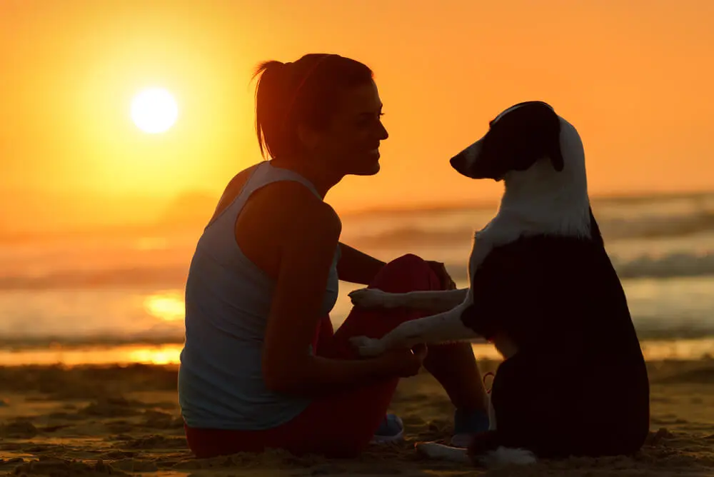 Postbiotiques pour chiens