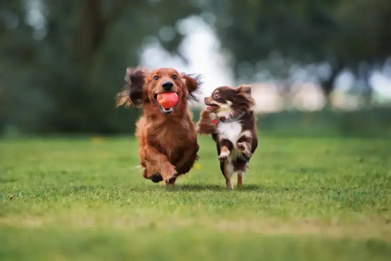 Hundefutter mit Präbiotika Probiotika und Postbiotika Gesundheitliche Vorteile