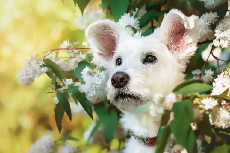 Prebiotics vs Probiotics vs Postbiotics for Dogs: What Your Dog Actually Needs and Why