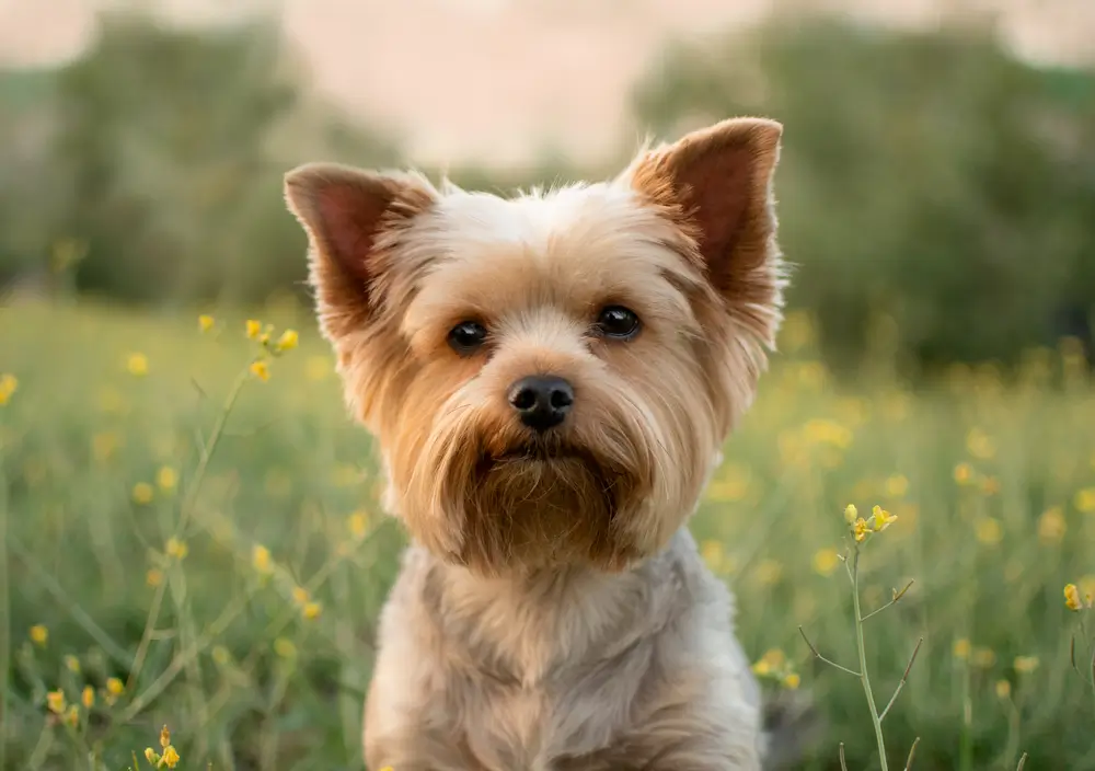 Probiotique Lactobacillus helveticus : Avantages pour la santé intestinale des chiens