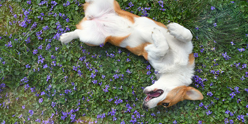 Beneficios de los probióticos para la salud intestinal e inmunitaria de los perros