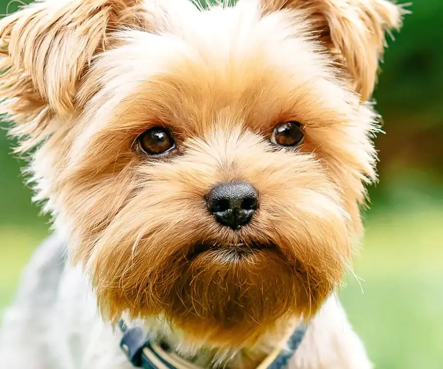 Natürliche Probiotika für Hunde Auswirkungen auf die Gesundheit