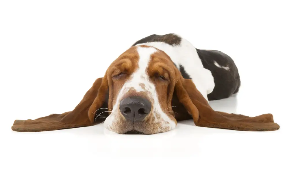 Probiotiques pour les chiens souffrant de maladies inflammatoires de l'intestin (MII)