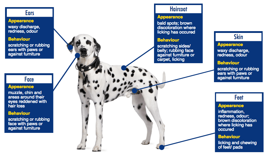 Prurit chez le chien Guide des symptômes Causes et traitements