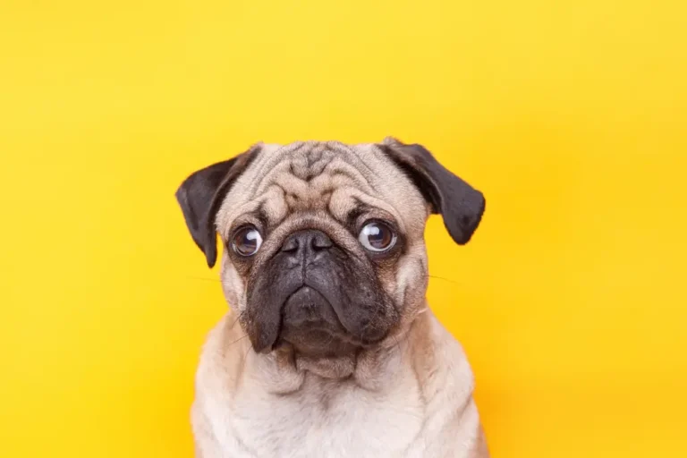 Mops Hund Gesundheitsprobleme: Umfassender Leitfaden für häufige Probleme