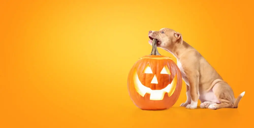 Pompoen voor honden Ontdek de voordelen voor de gezondheid