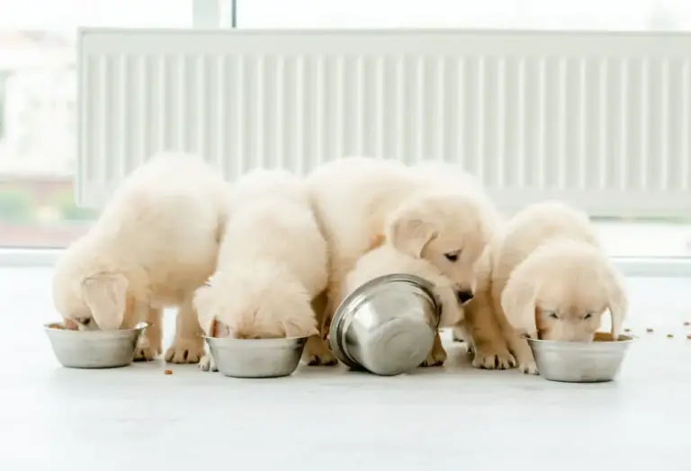 Puppy Food Best Foods for Puppies Health