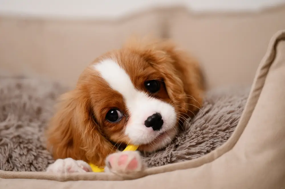 La santé intestinale du chiot : Construire un microbiome fort dès le premier jour