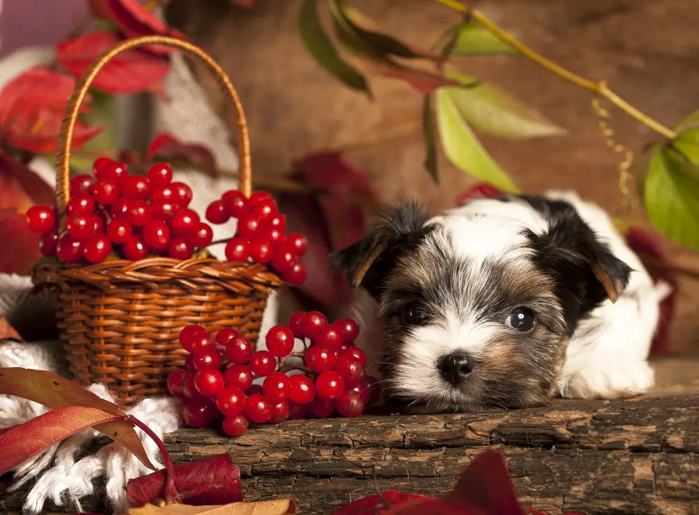 Quercetine voor Honden Gezondheidsvoordelen