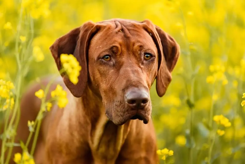 Raps nicht giftig für Hunde Tiergiftexperte bestätigt