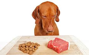 Raw diet for a dog - what are the health risks for dog and family