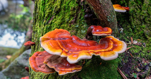Champignon adaptogène Reishi avec d'excellents bénéfices pour la santé des chiens