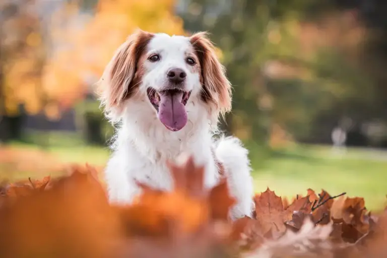 Research Studies on Functional Foods for Dogs' Health Benefits