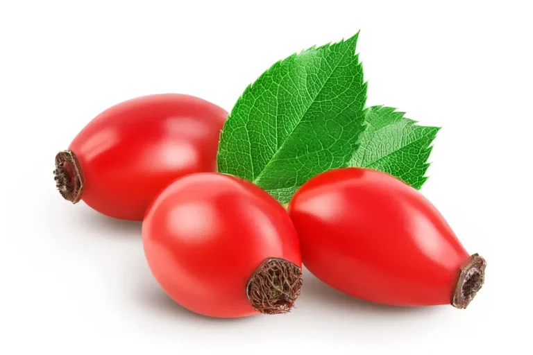 Rozenbottels voor honden - Natuurlijke ontstekingsremmende en antioxidatieve voordelen
