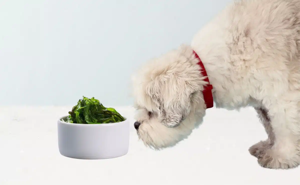 Seaweed Powder for Dogs: Guide to The Benefits and Usage