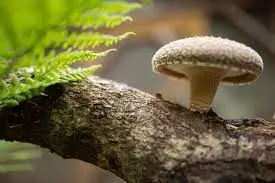 Shiitake paddenstoel voor honden