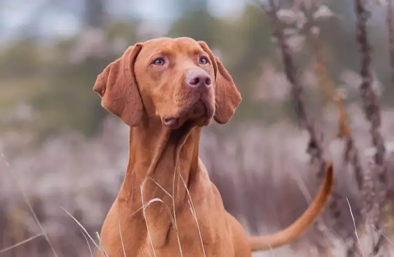 Sibirischer Ginseng Eleuthero Gesundheitliche Vorteile für Hunde