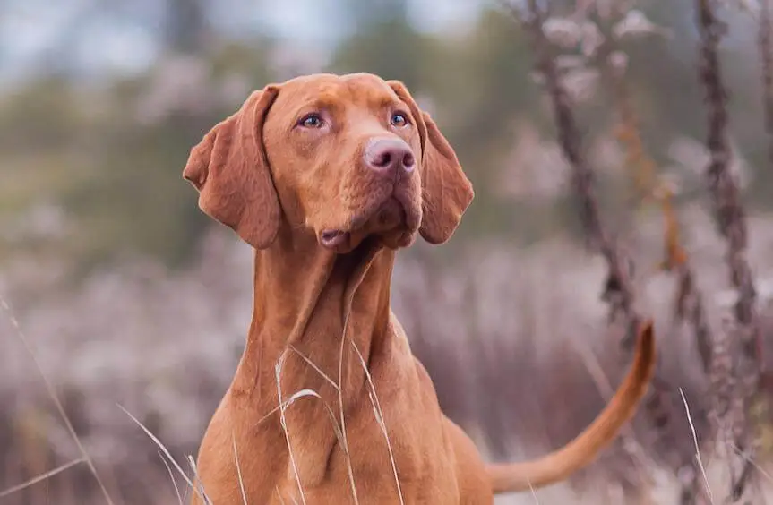 Siberian Ginseng for Dogs: EMA-Approved Adaptogen for Stamina Siberian Ginseng Eleuthero Health Benefits for Dogs