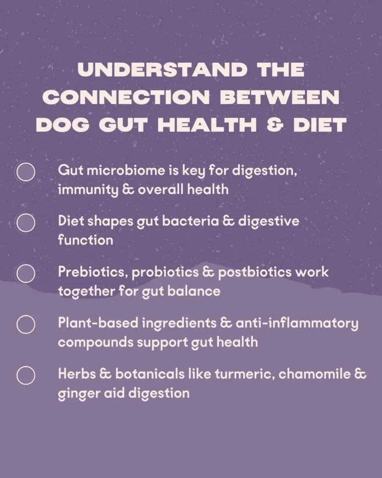 Signes d'une mauvaise santé intestinale chez le chien : Guide complet du nutritionniste canin