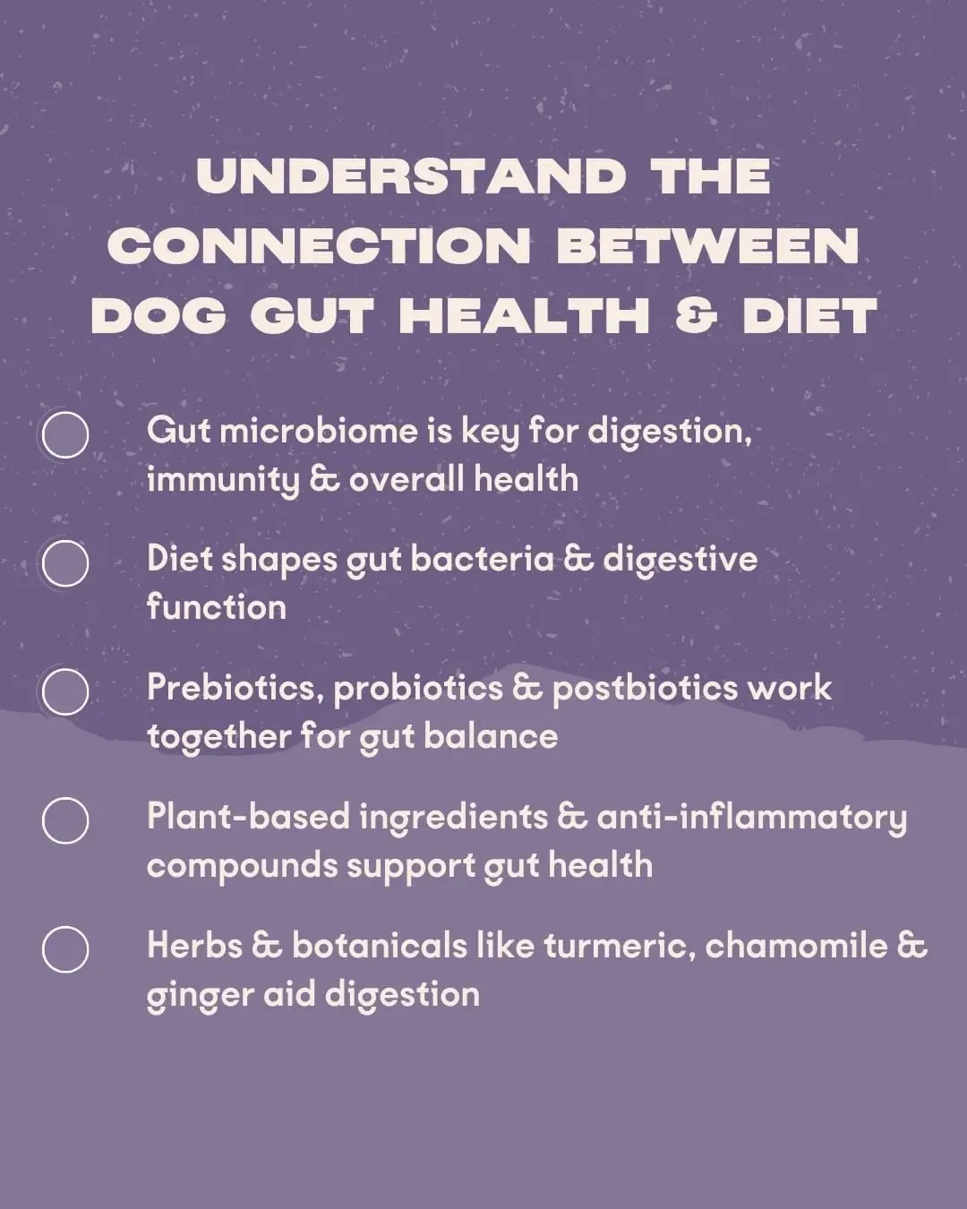 Signs of Poor Gut Health in Dogs: Symptoms to Watch