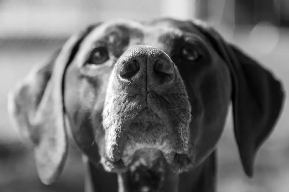 Ralentir le vieillissement cérébral chez le chien Revitaliser la santé cognitive canine Croquettes végétaliennes pour chiens