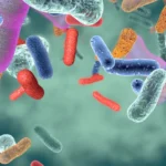 Sporenbildende Probiotika für Hunde - Warum Calsporin besser abschneidet als Standard-Probiotikastämme