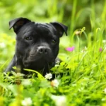 Staffordshire Bull Terrier Gut Health: Why Their Skin Problem Starts in the Gut