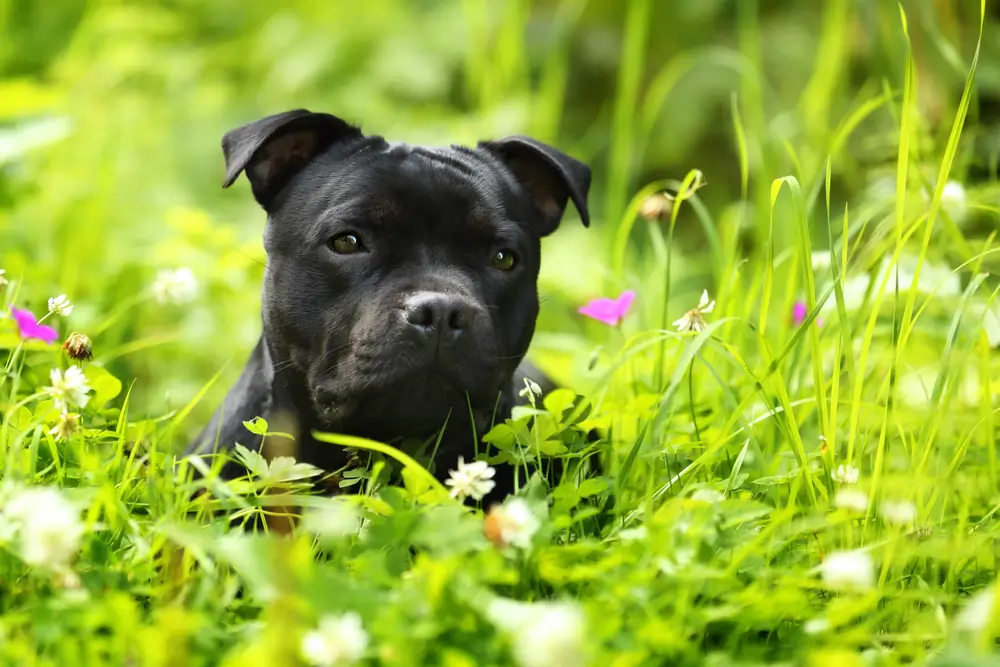 La santé intestinale du Staffordshire Bull Terrier : Pourquoi leur problème de peau commence dans l'intestin