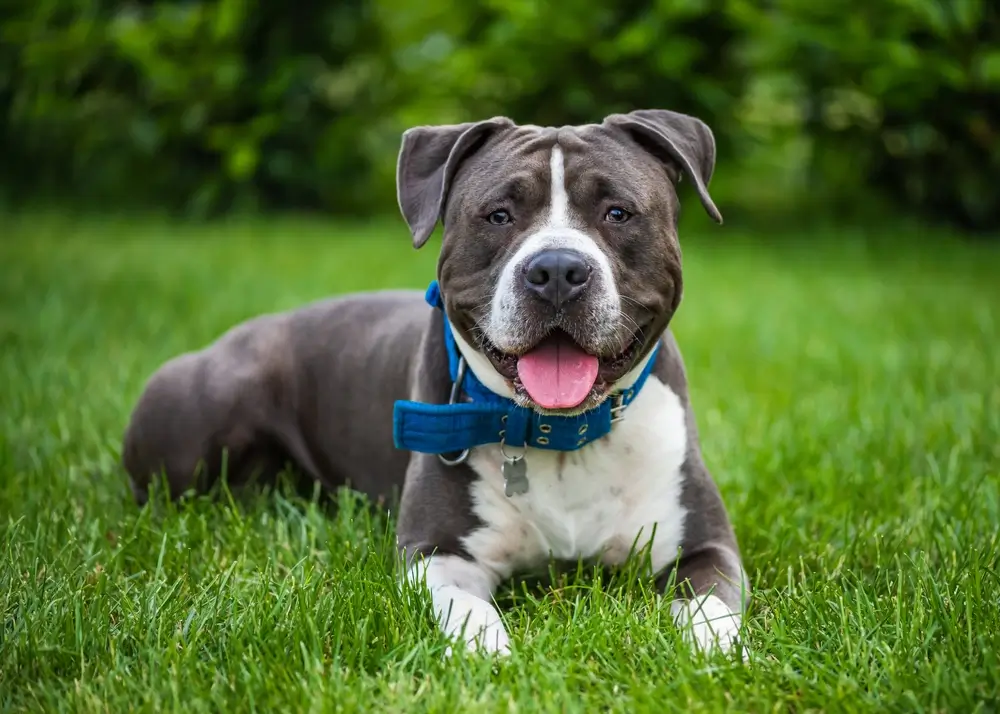 Problemas del Staffordshire Bull Terrier: Guía completa de problemas comunes