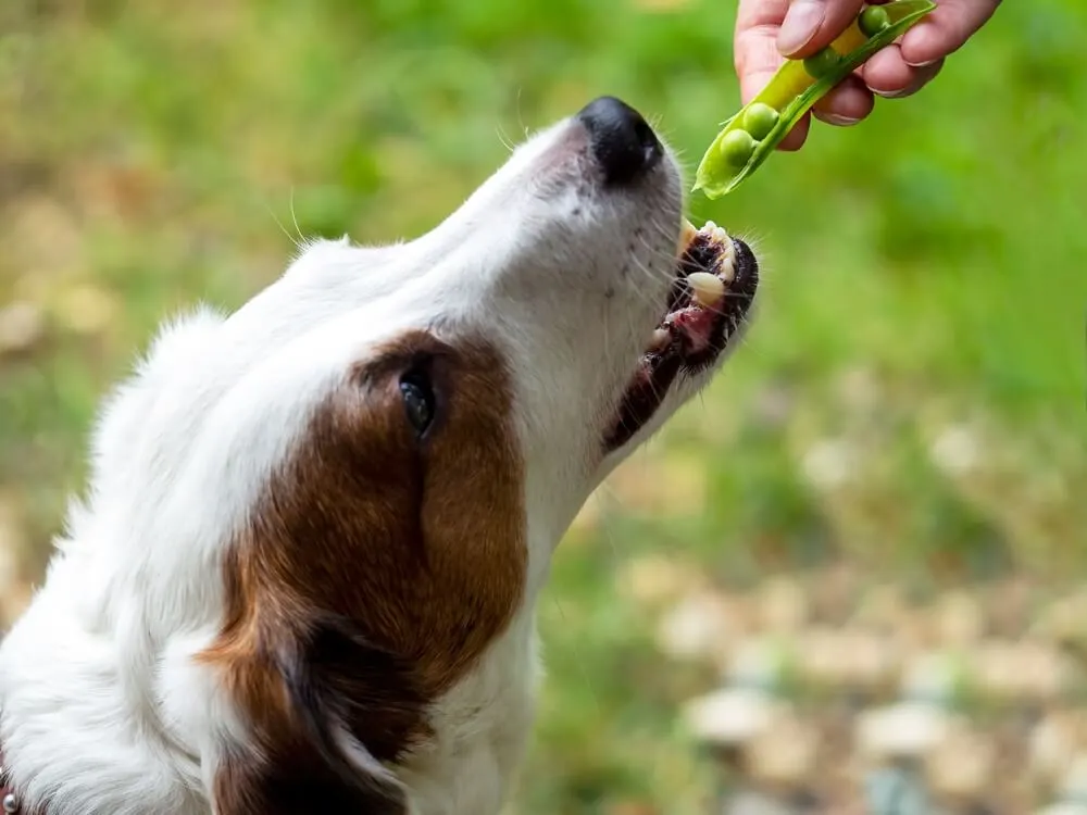 Onderzoek toont aan dat enzymen plus probiotica de verteerbaarheid van eiwitten en de absorptie van aminozuren verbeteren - gevolgen voor veganistisch hondenvoer