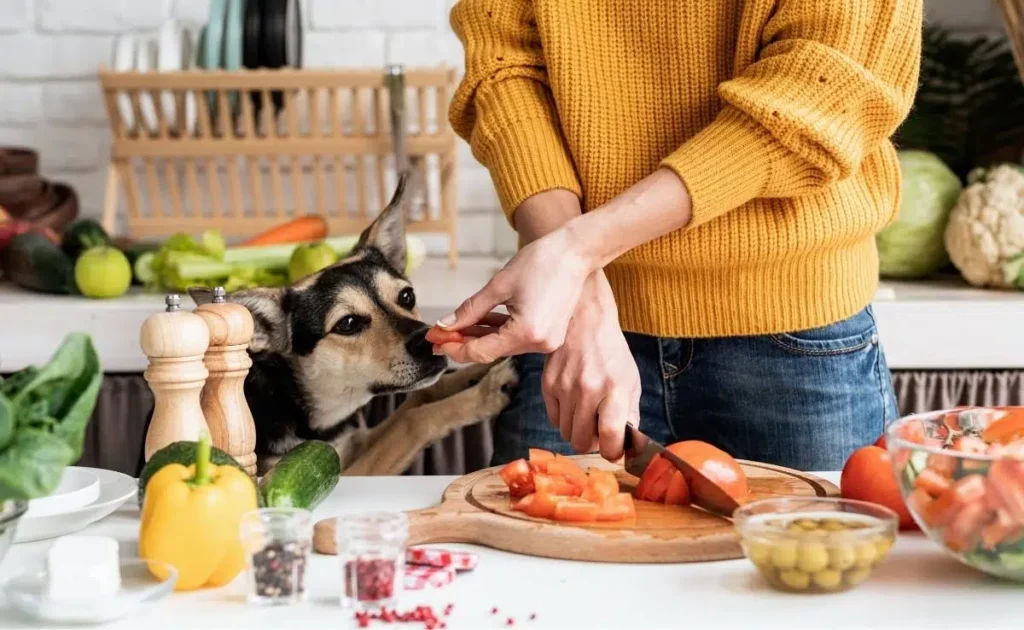 Superfoods for dog important health impacts and benefits from superfood vegan dog food UK.